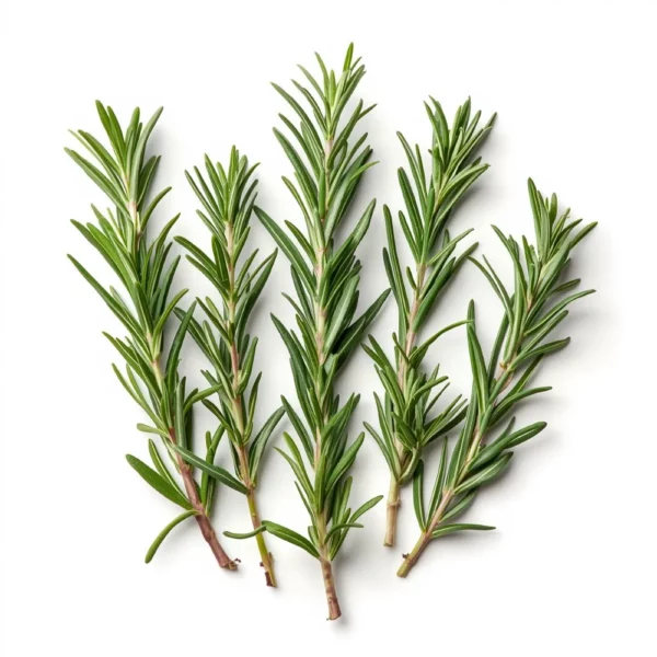 Fresh Rosemary