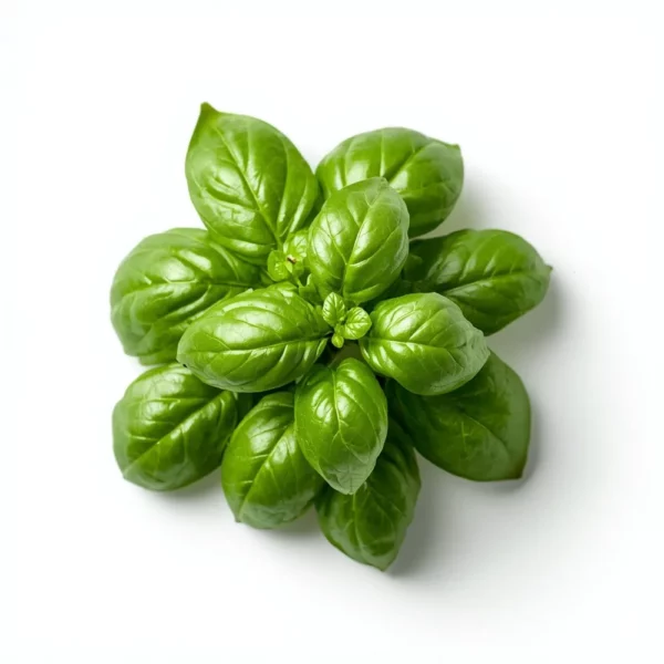 Fresh Basil